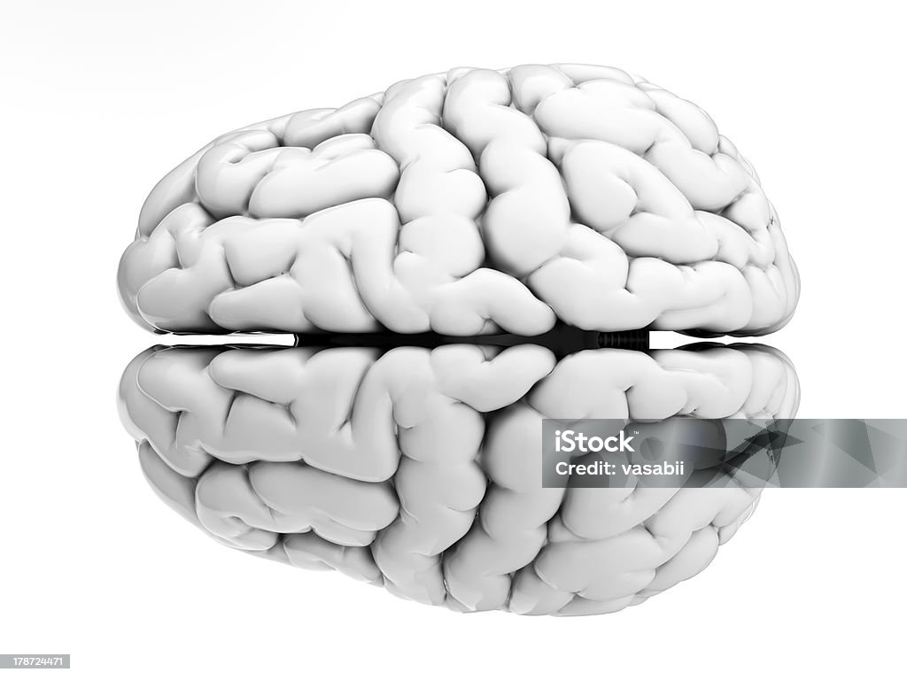 Biały mózgu - Zbiór zdjęć royalty-free (Anatomia człowieka)