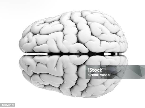 Foto de Branco Cérebro e mais fotos de stock de Anatomia - Anatomia, Biologia, Branco