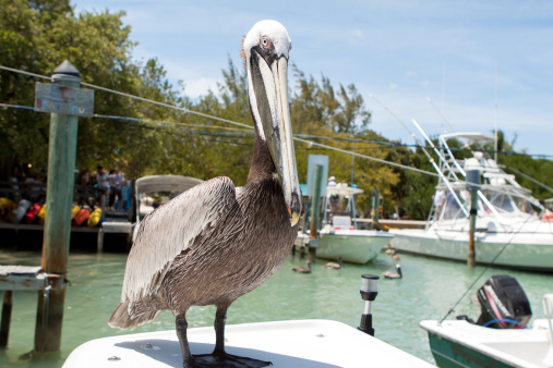 Pelican hanging out on a boat at Robbie's Marina Islamorada