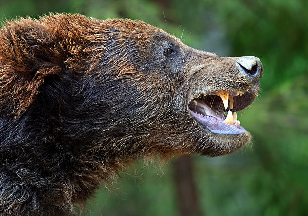 istock Brown bears in the Carpathians. 178724603