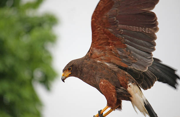 istock mighty Hawk landing after a flight in nature 178724615