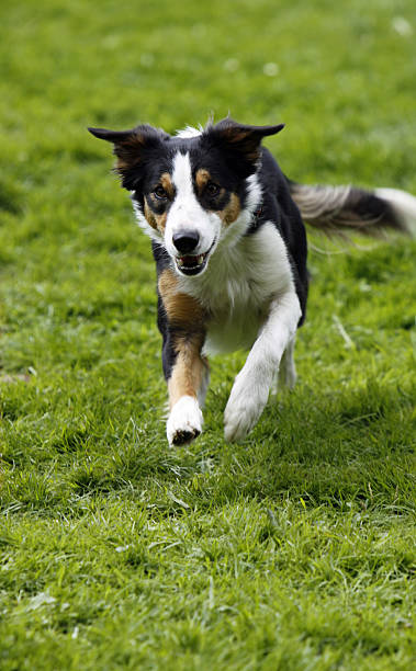 istock Running Dog at Sports 178724878