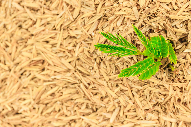 Verde planta crece en seco de heno - foto de stock