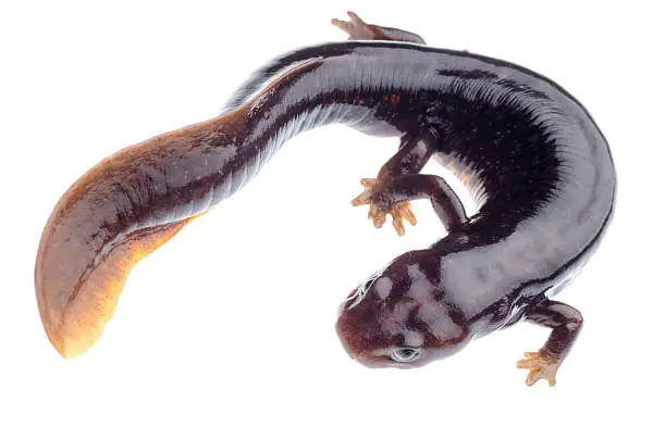 animal amphibian salamander newt isolated