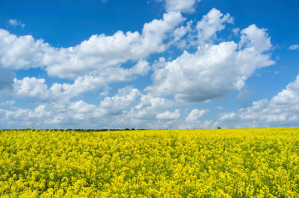 istock Field of oil seed rape in Yorkshire, UK. 178725401