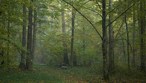 forest nur nach regen mit hainbuche tree - fog wet rain tree stock-fotos und bilder