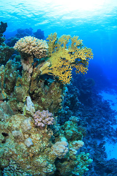istock Marine Life in the Red Sea 178726362