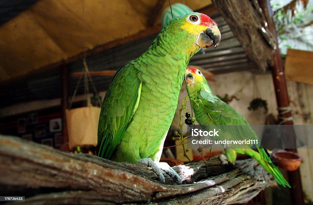 Verde pappagallo - Foto stock royalty-free di Ala di animale