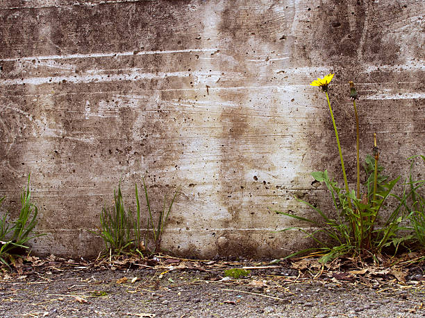 flowers preparing seed after petal fall