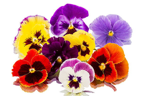 Pansies on  white Different Pansies isolated on a white background viola tricolor stock pictures, royalty-free photos & images