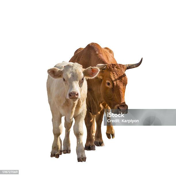 Bezerro E Vaca - Fotografias de stock e mais imagens de Agricultura - Agricultura, Alimentação Saudável, Animal
