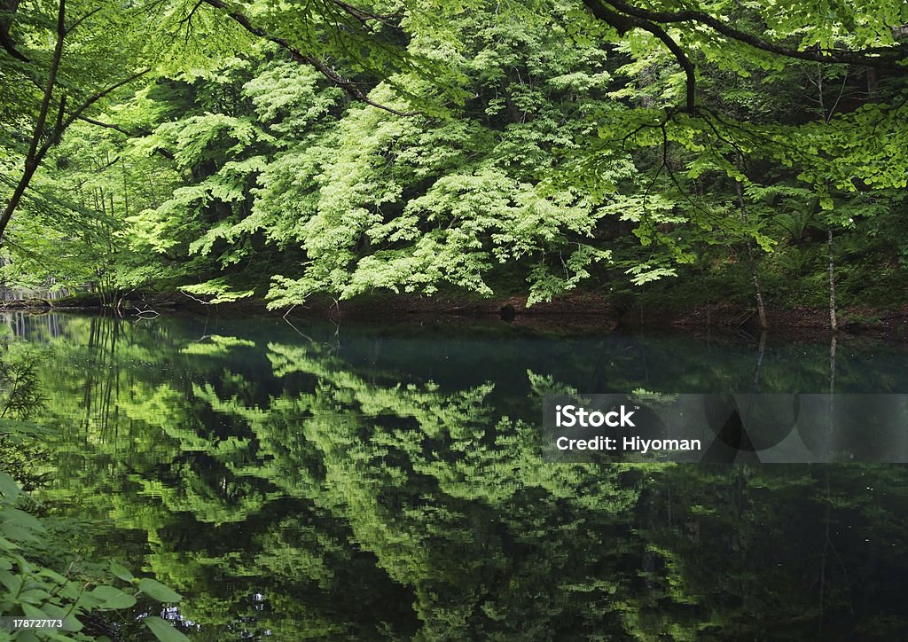 Miroir d'eau vert frais - Photo de Lac Juuniko libre de droits