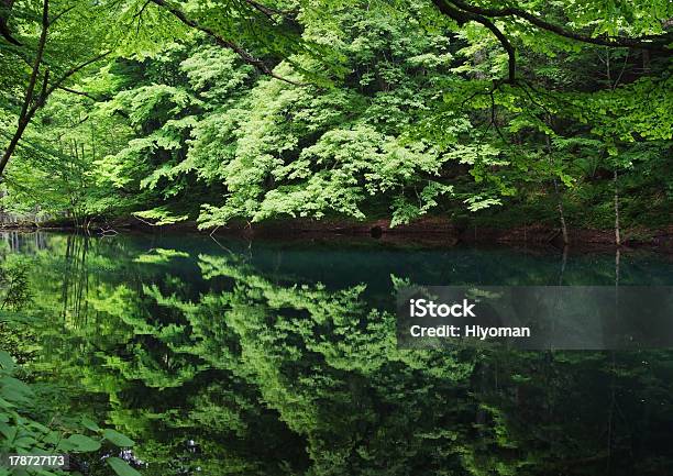 Photo libre de droit de Miroir Deau Vert Frais banque d'images et plus d'images libres de droit de Lac Juuniko - Lac Juuniko, Shirakami Sanchi, Destination de voyage