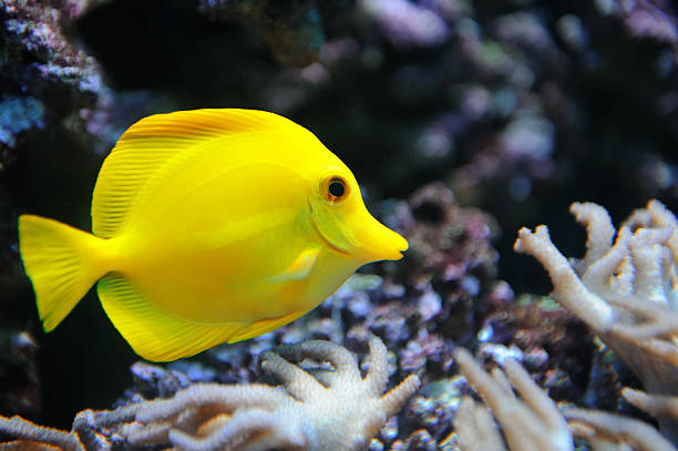 istock Tropical yellow tang on a coral reef 178727285