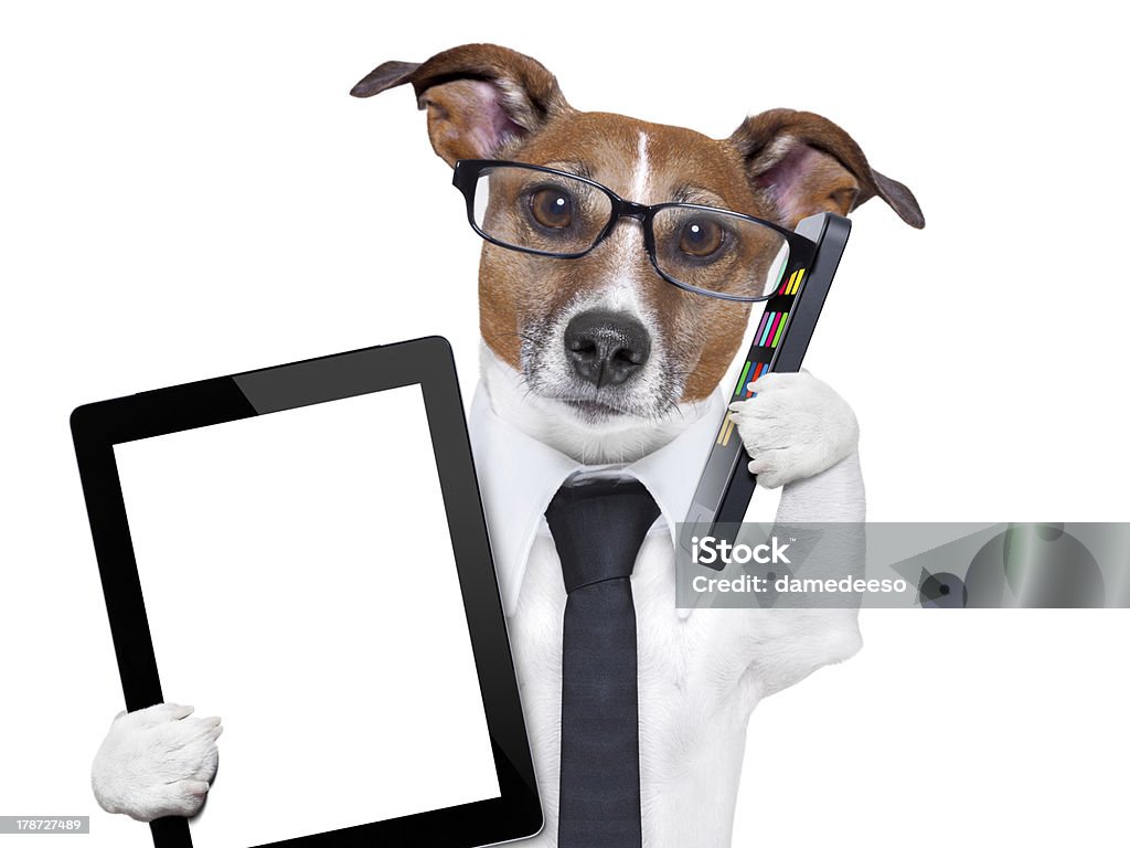 business dog business dog with a tie , glasses ,tablet pc and smartphone Dog Stock Photo