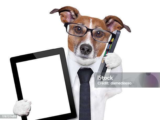 Business Dog Stock Photo - Download Image Now - Dog, Jack Russell Terrier, White Background