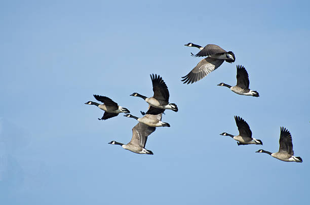 istock Large Flock of Geese Taking Flight 178727545