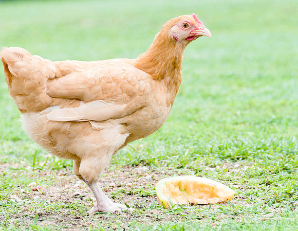 30+ Raning Stock Photos, Pictures & RoyaltyFree Images iStock