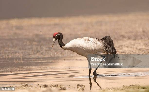 Grou De Pescoço Negro - Fotografias de stock e mais imagens de Grou de pescoço negro - Grou de pescoço negro, Acasalamento, Animal