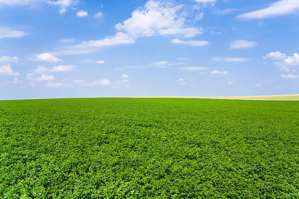 lucerne plantation sous ciel bleu - photography cloud plantation plant photos et images de collection