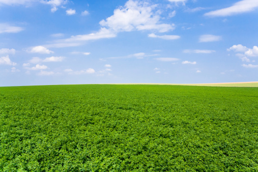 view of green lucerne plantation under blue sky in France