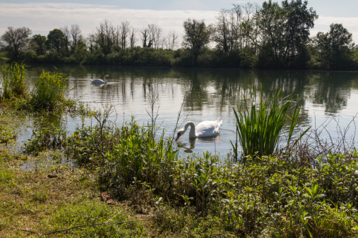 Swans at river