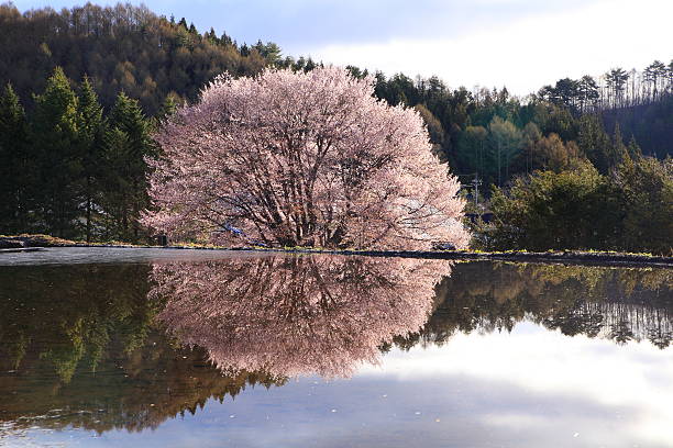 riflessione di ciliegio in acqua - gunma foto e immagini stock