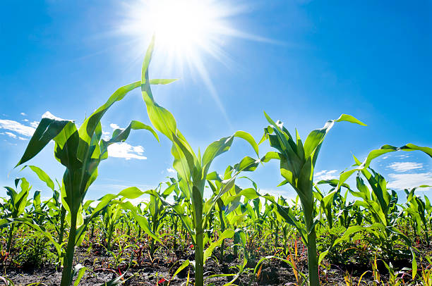 옥수수 및 일요일 - corn crop irrigation equipment agriculture leaf 뉴스 사진 이미지