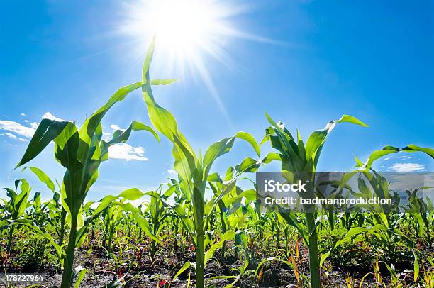 Corn And Sun Stock Photo - Download Image Now - Corn - Crop, Corn, Planting