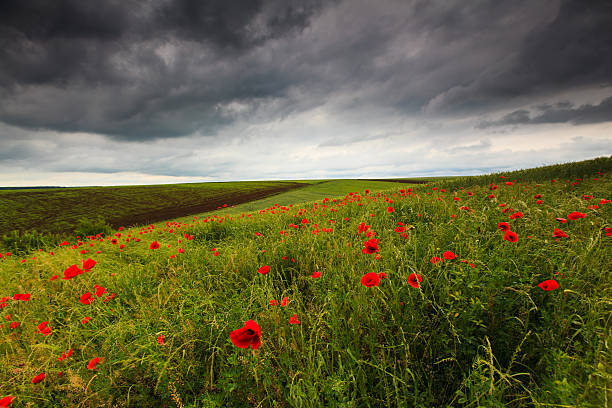 istock Beautiful rural scenery with wild poppy 178728098
