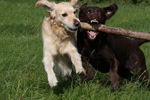 istock Labrador and Golden Retriever 178728139