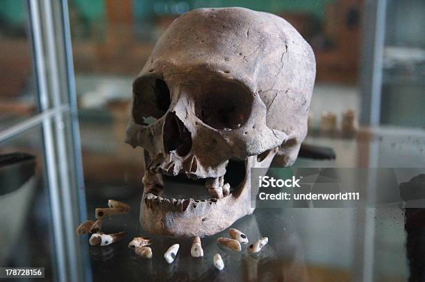 늙음 마야 스컬 및 Teeths 마야에 대한 스톡 사진 및 기타 이미지 - 마야, 사람 두개골, 동물 뼈
