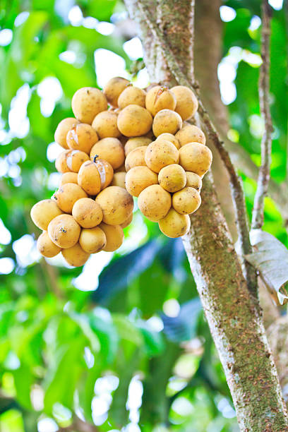 istock Lansium demesticum on the tree 178728346