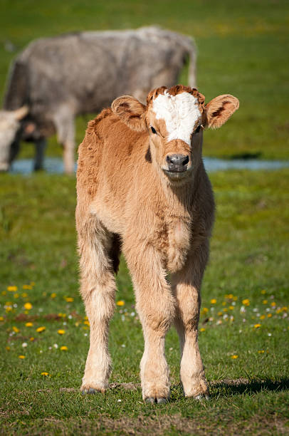 istock cute newborn calf on pasture 178728440