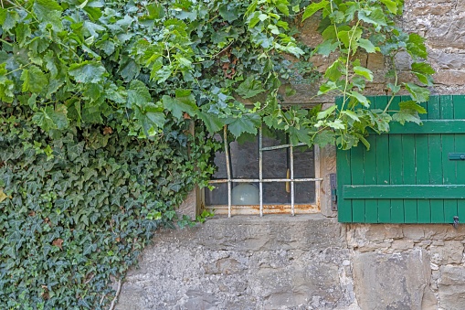 An old mansion's half-round window with white frame and overgrown by green vines. A yellow bench standing underneath.