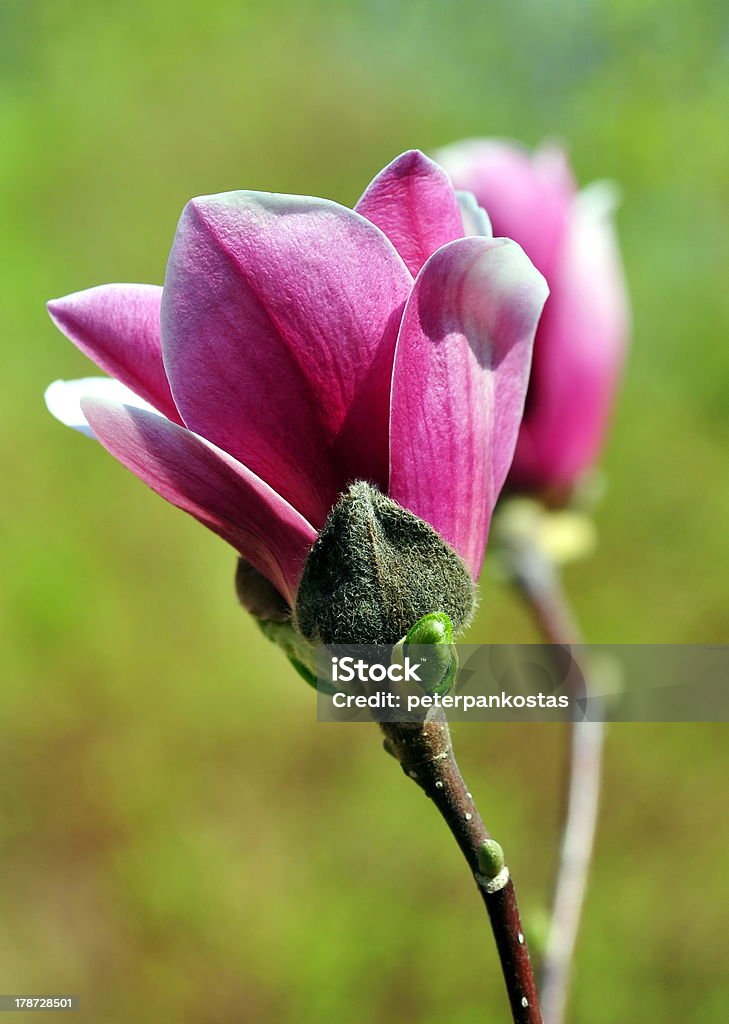 Flores de Magnólia - Royalty-free Beleza natural Foto de stock