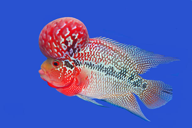 istock Flowerhorn Cichlid fish in the aquarium 178728502
