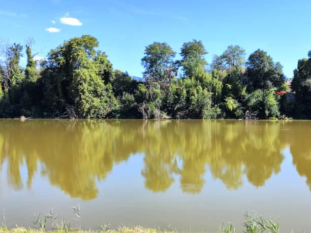 Trees along the Arno river in Florence, Tuscany
