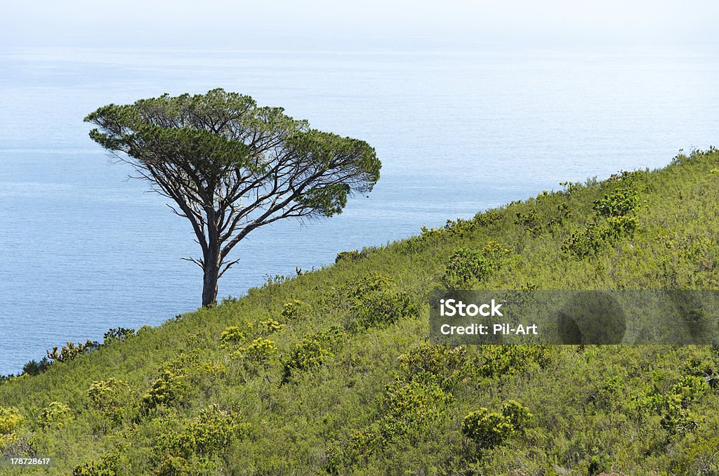 Slope Tree and the Ocean Single tree on a slope with the ocean behind Africa Stock Photo