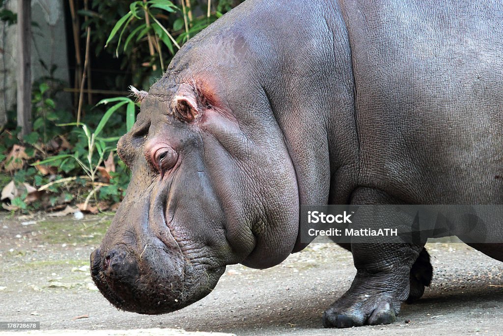 Retrato de hipopótamo - Foto de stock de Agua libre de derechos