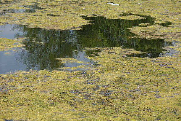 dirty blühenden wasser - algae slimy green water stock-fotos und bilder