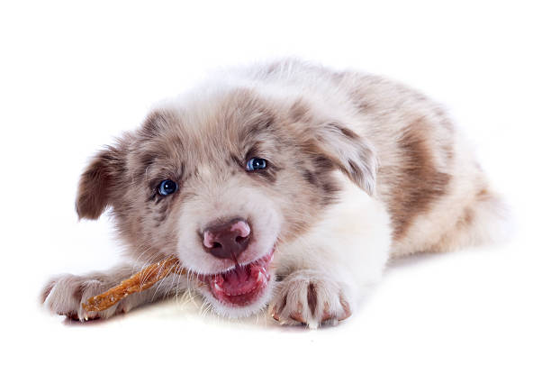 istock eating puppy border collie 178728859