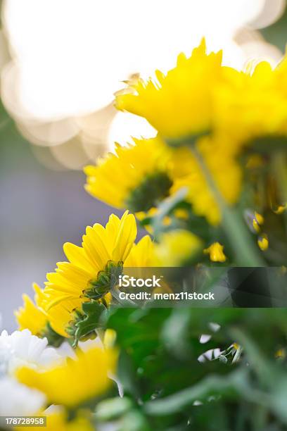 Chrysanthemum Flowers Stock Photo - Download Image Now - Botany, Bouquet, Chrysanthemum