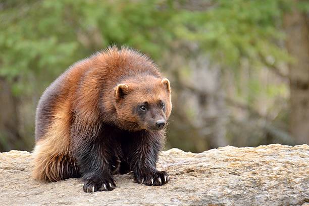 wolverine - wolverine endangered species wildlife animal стоковые фото и изображения