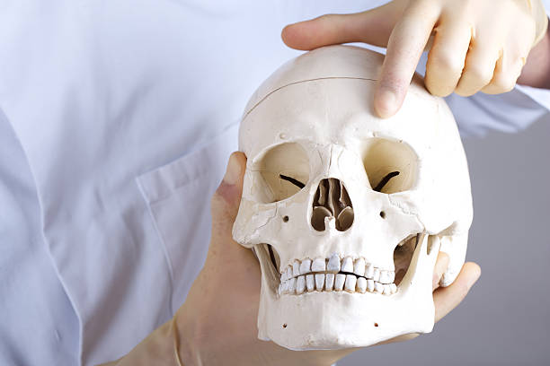istock doctor showing supraorbital foramen 178729125