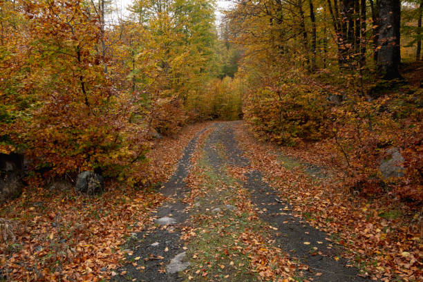 istock Autumn forest road  with fallen leaves Fall season scenery. 1787292598