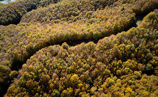 Drone aerial of autumn forest . Top view of fall season landscape.. Metsovo Epirus Greece