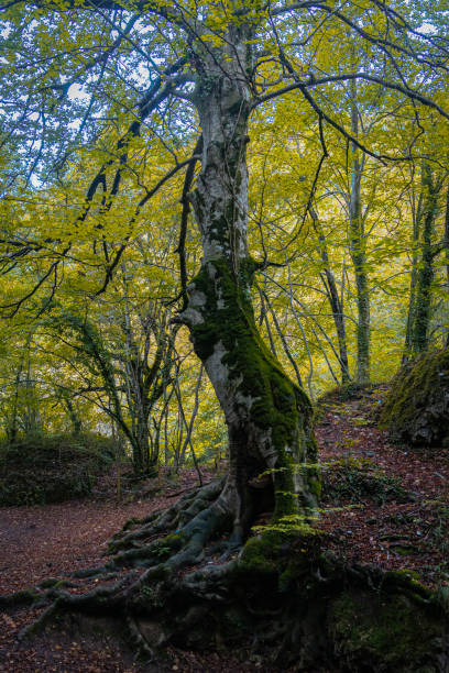 istock Route through the Source of Urederra. Navarre. Spain 1787294196