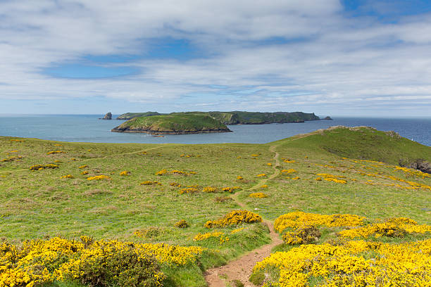 ilha de skomer pembrokeshire ocidental do país de gales, reino unido - south wales - fotografias e filmes do acervo