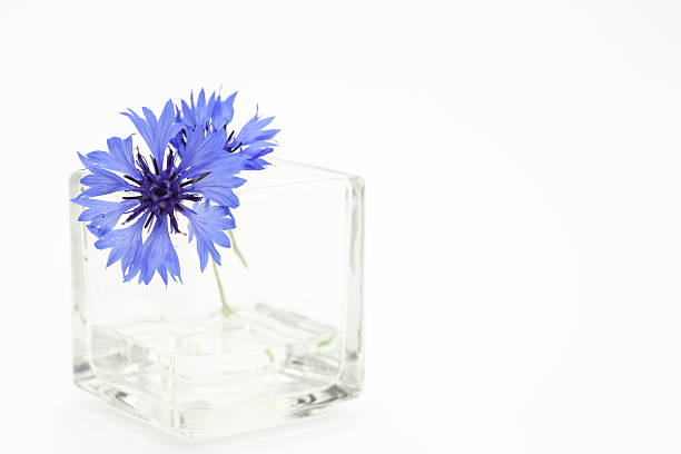 istock Cornflower in a glass vase 178729590